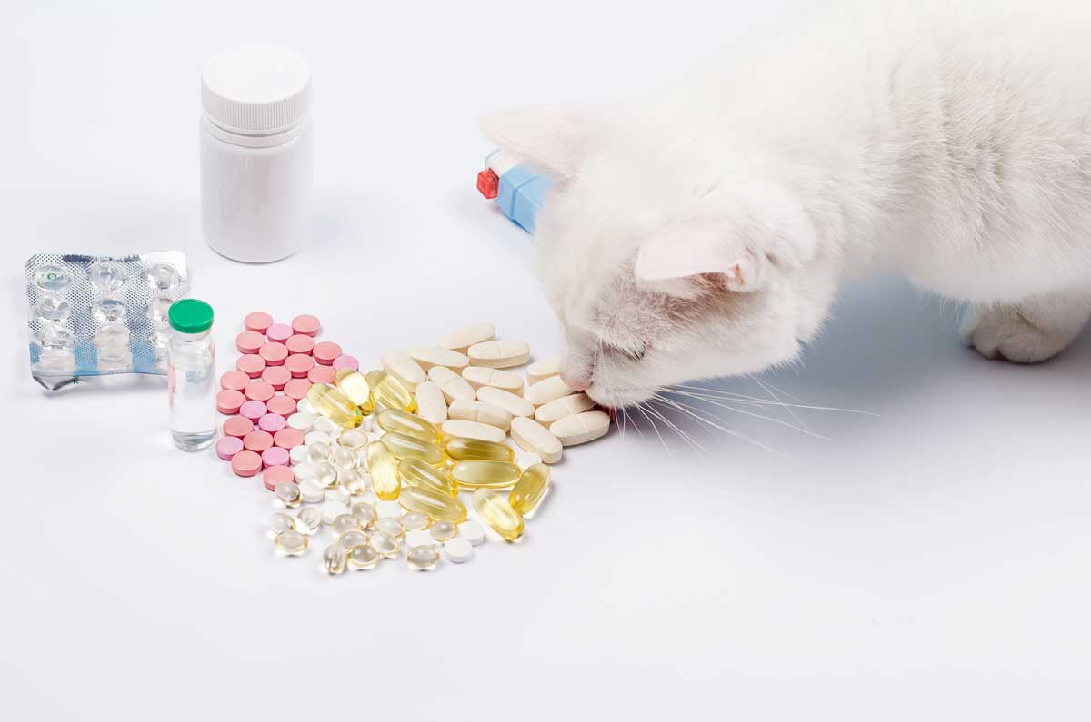 Ces médicaments d'usage fréquent chez les humains, mais qui sont toxiques pour vos animaux