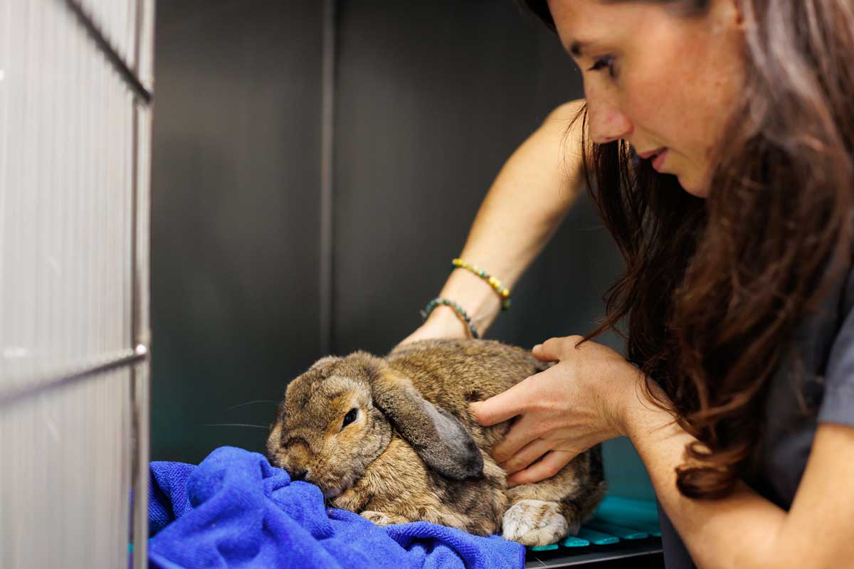 L’arrêt de transit chez le lapin ?