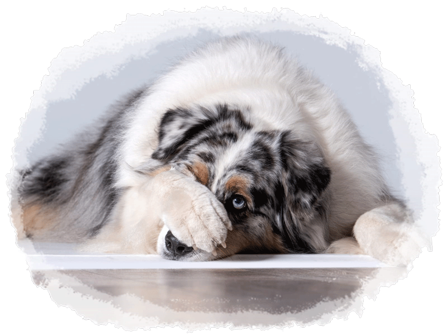 Les chiens dits sensibles MDR-1 (Multi Drug Resistance) sont des animaux dont le gène MDR-1 a subi une mutation.