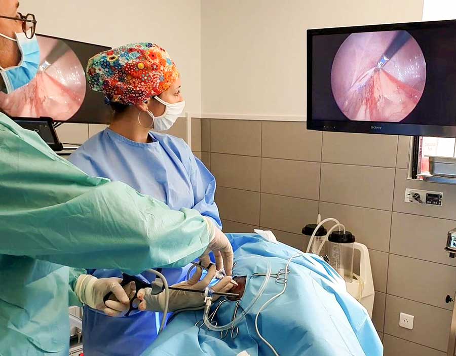 LA COELIOSCOPIE: Nouvelle technique chirurgicale mini invasive chez BIO