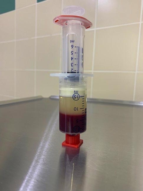 Comment soulager l'arthrose de mon chien: injections de PrP.