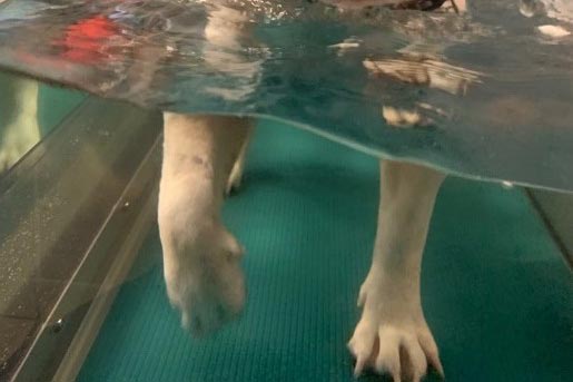 Comment soulager l'arthrose de mon chien: injections de PrP.