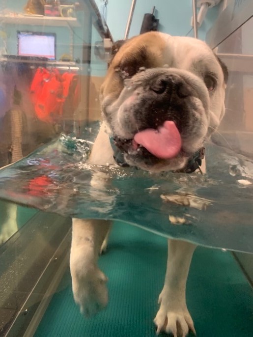 Comment soulager l'arthrose de mon chien: l'hydrothérapie.