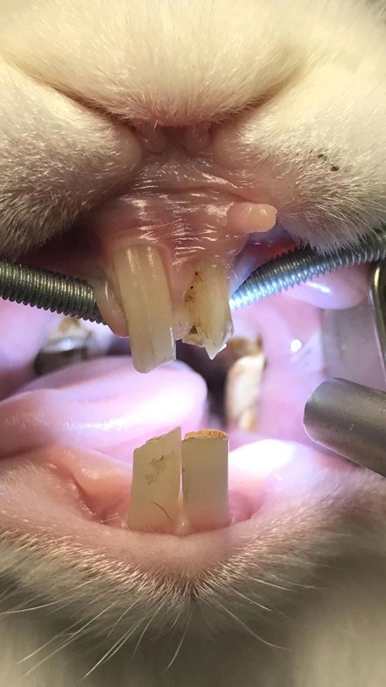 Les malocclusions peuvent intéresser les dents jugales et sont facilement détectables par le propriétaire.