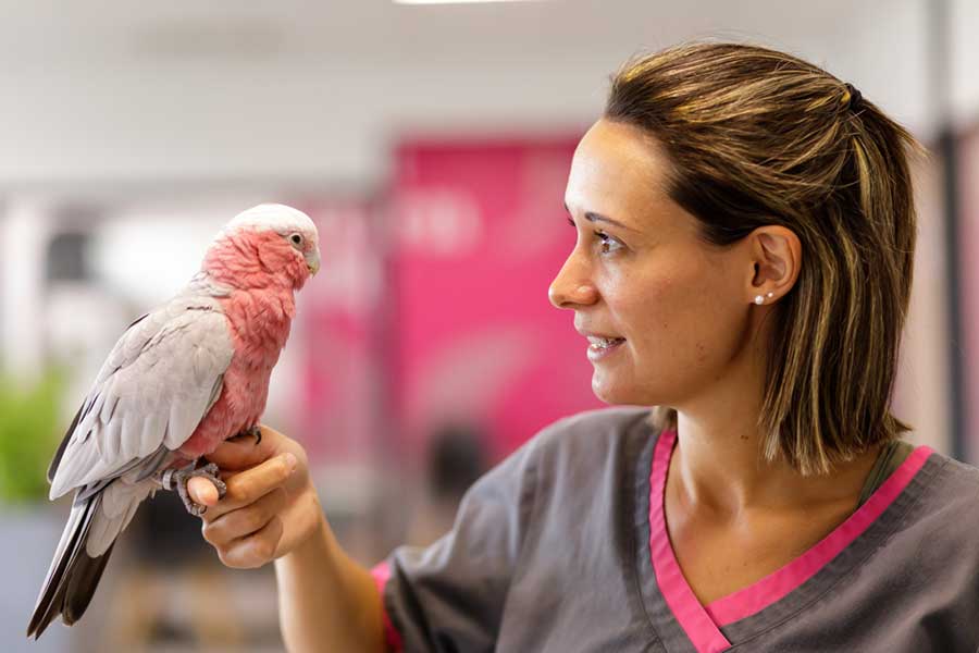 En tant qu'espèces animales non domestiques, certaines obligations sont à respecter selon l’espèce de perroquet que vous souhaitez adopter.