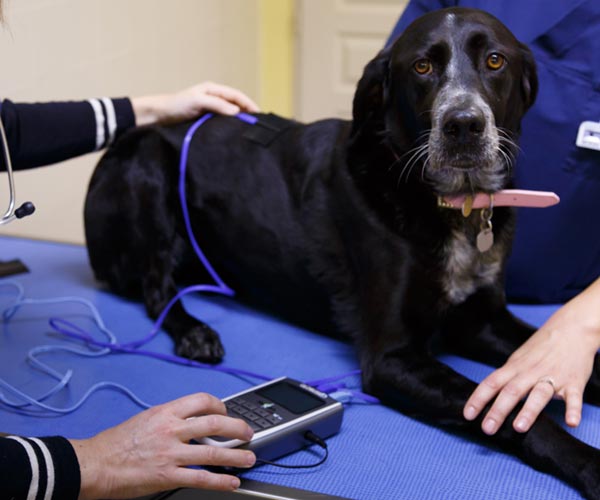 Electrostimulation sur chien.