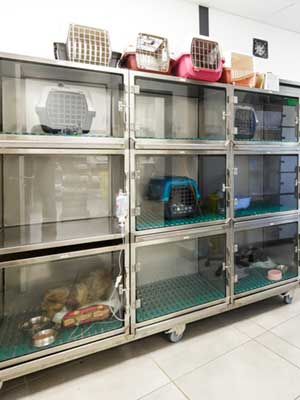 Salle d’hospitalisation réservée aux chats