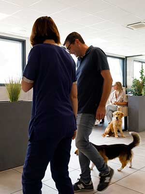 Un vétérinaire prend un chien en consultation