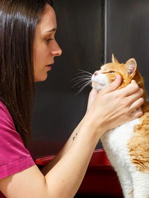 chat hospitalisé