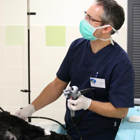 Techniques d'endoscopie vétérinaire - place au diagnostique mini invasif