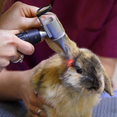 Les Nouveaux Animaux de Compagnie